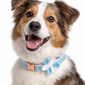 Blue and White Dog Collar Set NWT